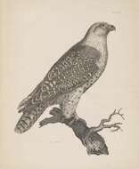 Image of Gyr Falcon