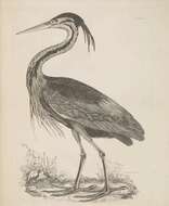 Image of Purple Heron