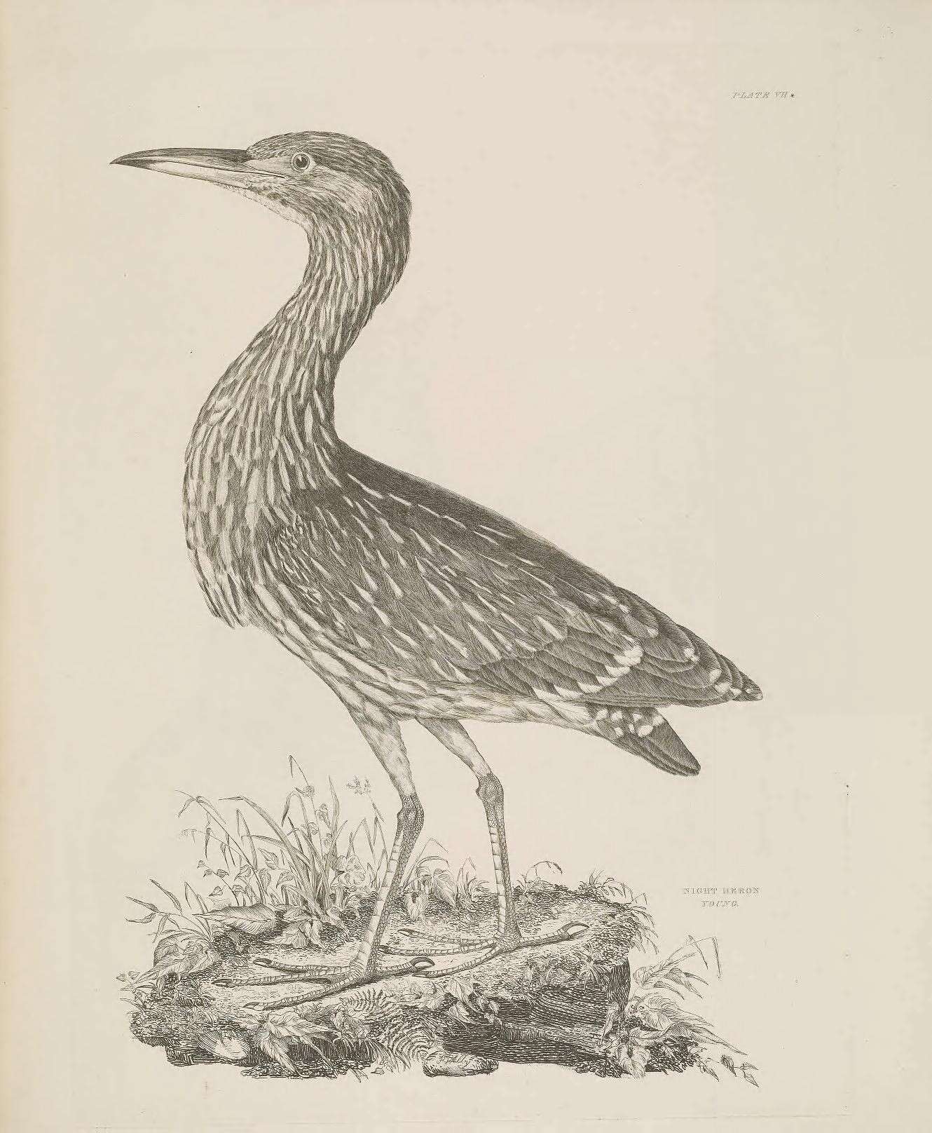 Image of Night Herons