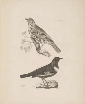 Image of Mistle Thrush