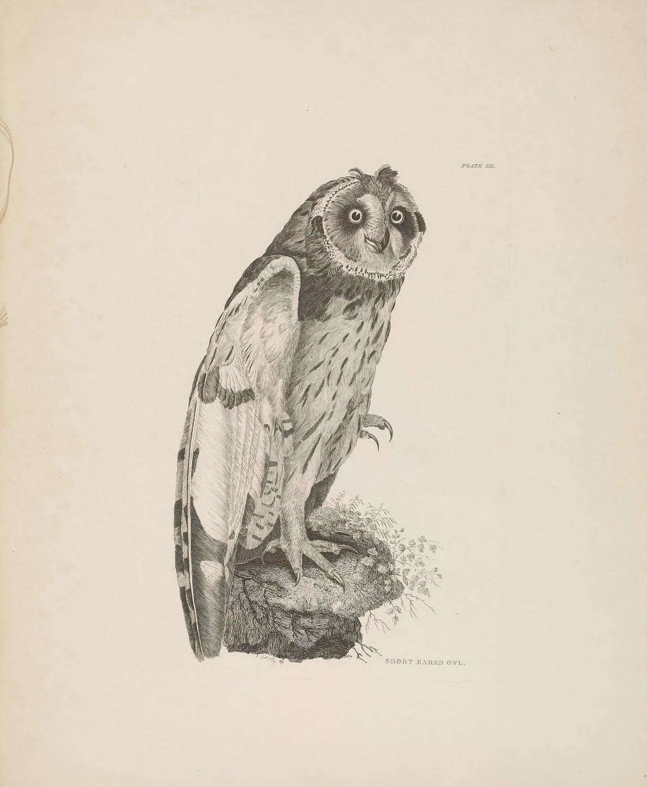 Image of Short-eared Owl