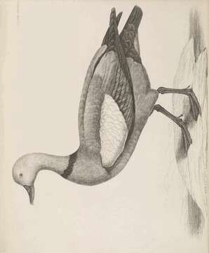 Image of Oxyura Bonaparte 1828