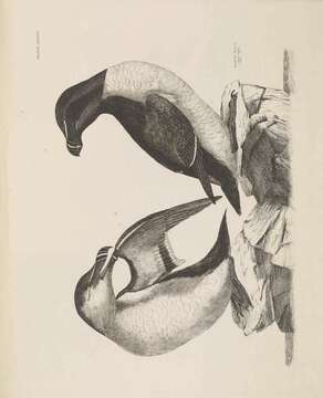 Image of Lesser auk