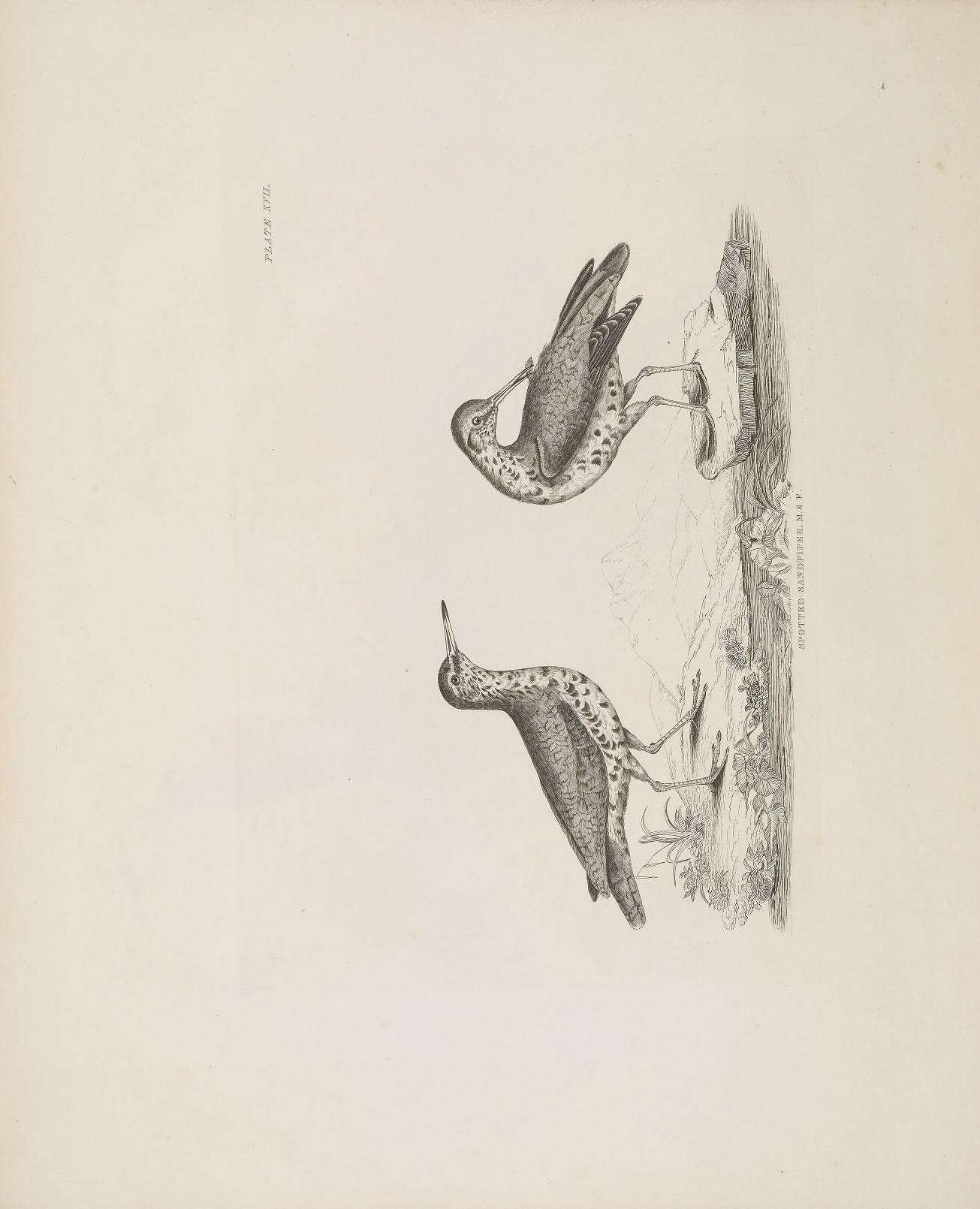 Image of Actitis Illiger 1811