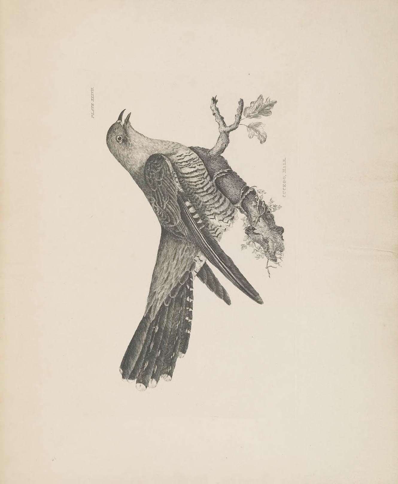 Image of Common Cuckoo