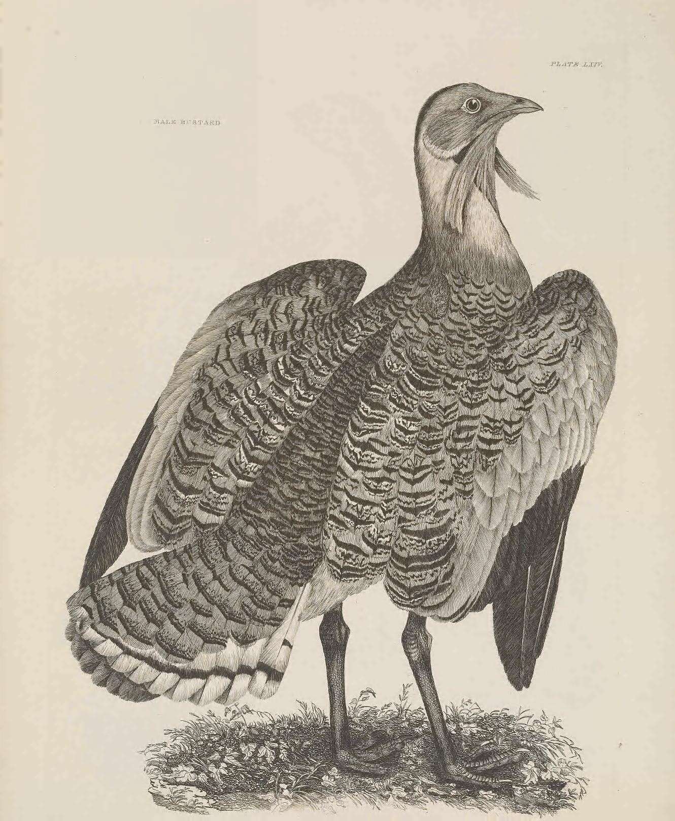 Image of Otis Linnaeus 1758