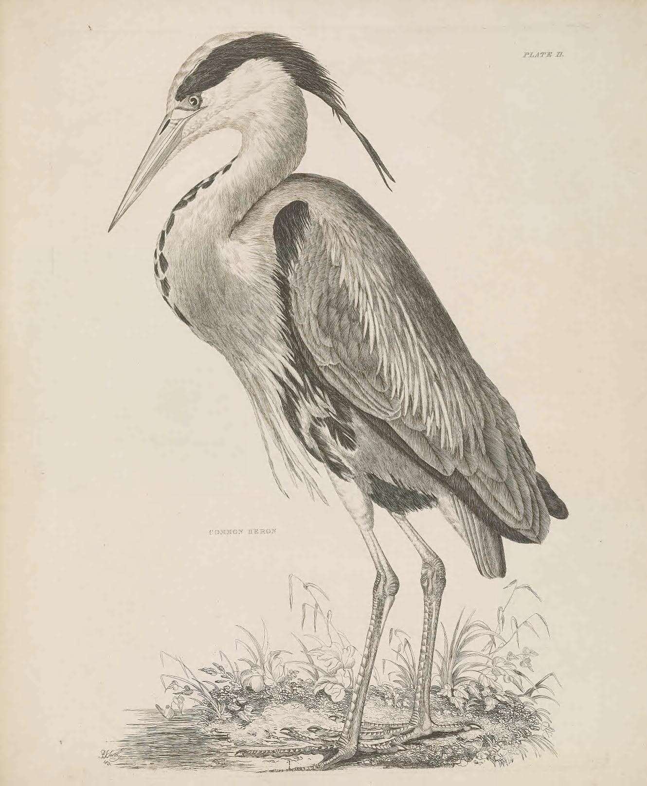 Image of Grey Heron