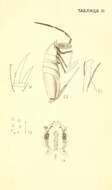 Image of Sminthurus viridis lineatus Scherbakov & AM 1898
