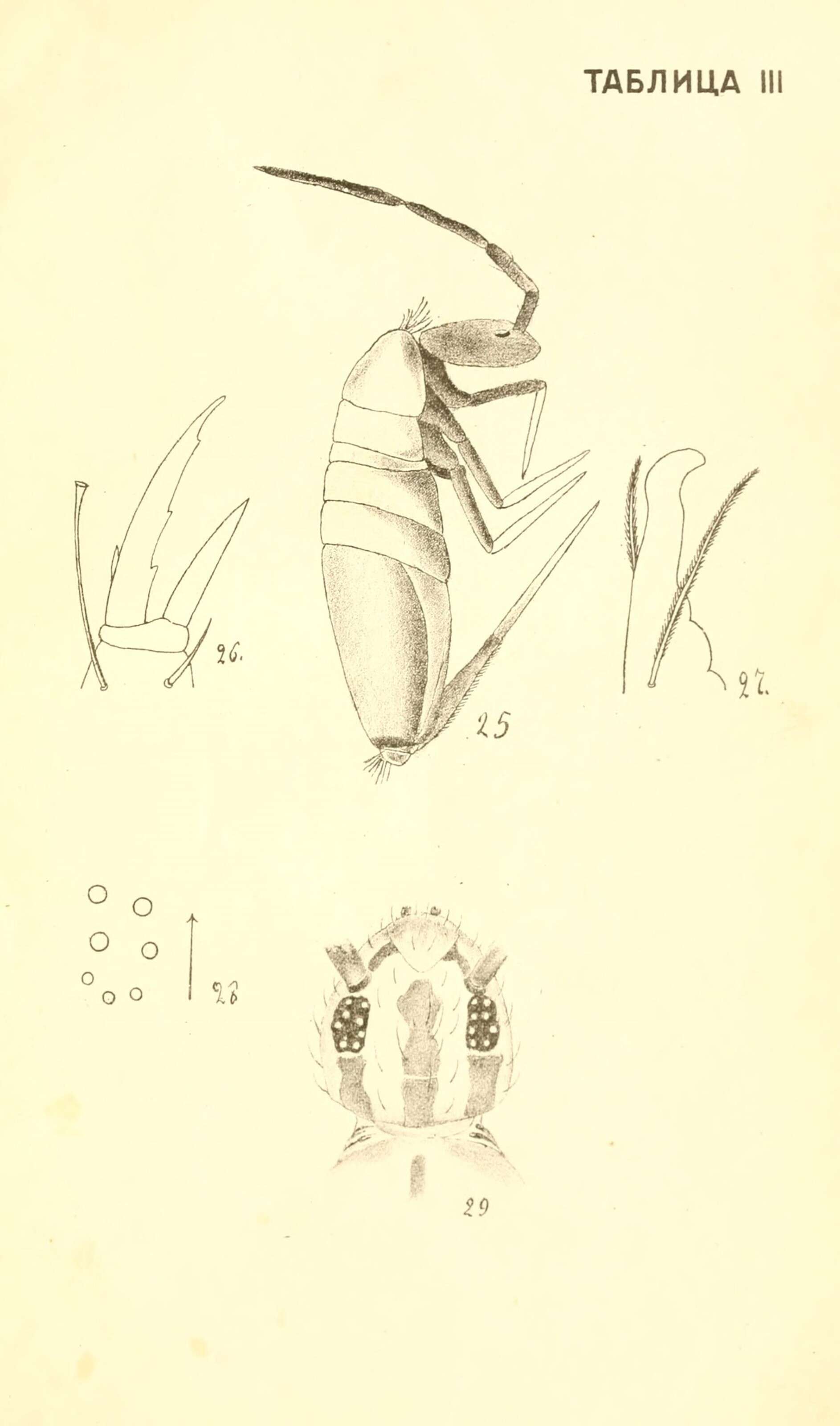 Image of Sminthurus viridis lineatus Scherbakov & AM 1898