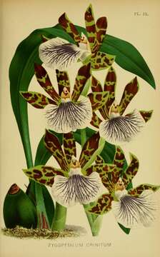 Image of orchid