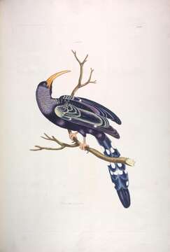Image of Phoeniculus purpureus purpureus (Miller & JF 1784)