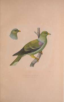 Image of Treron calvus delalandii (Bonaparte 1854)