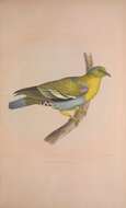 Image of Treron phoenicopterus viridifrons Blyth 1846