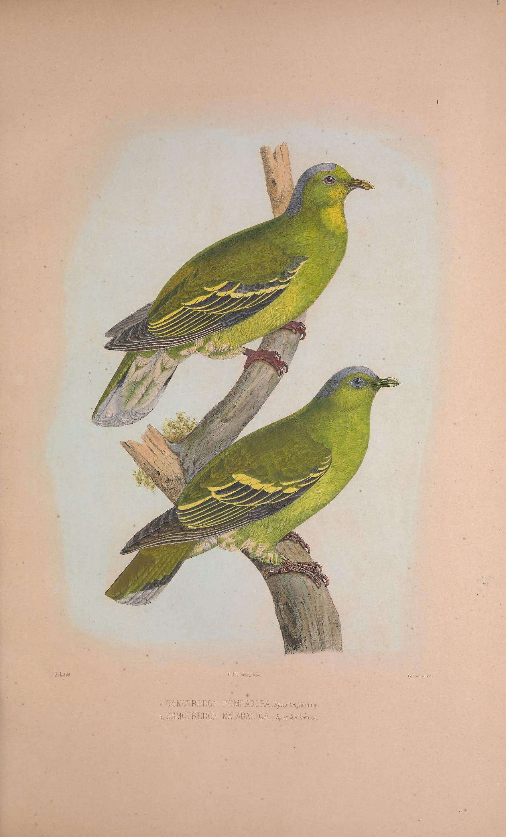 Image of Pompadour Green Pigeon