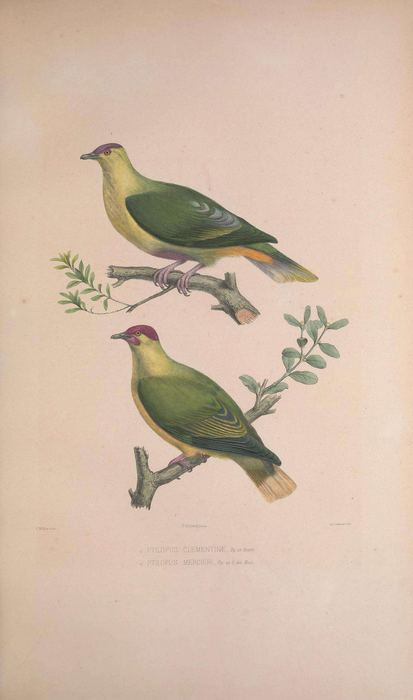 Image of Red-moustached Fruit Dove