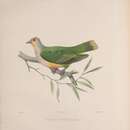 Image of Ptilinopus regina flavicollis Bonaparte 1855