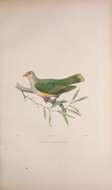 Image of Ptilinopus regina flavicollis Bonaparte 1855
