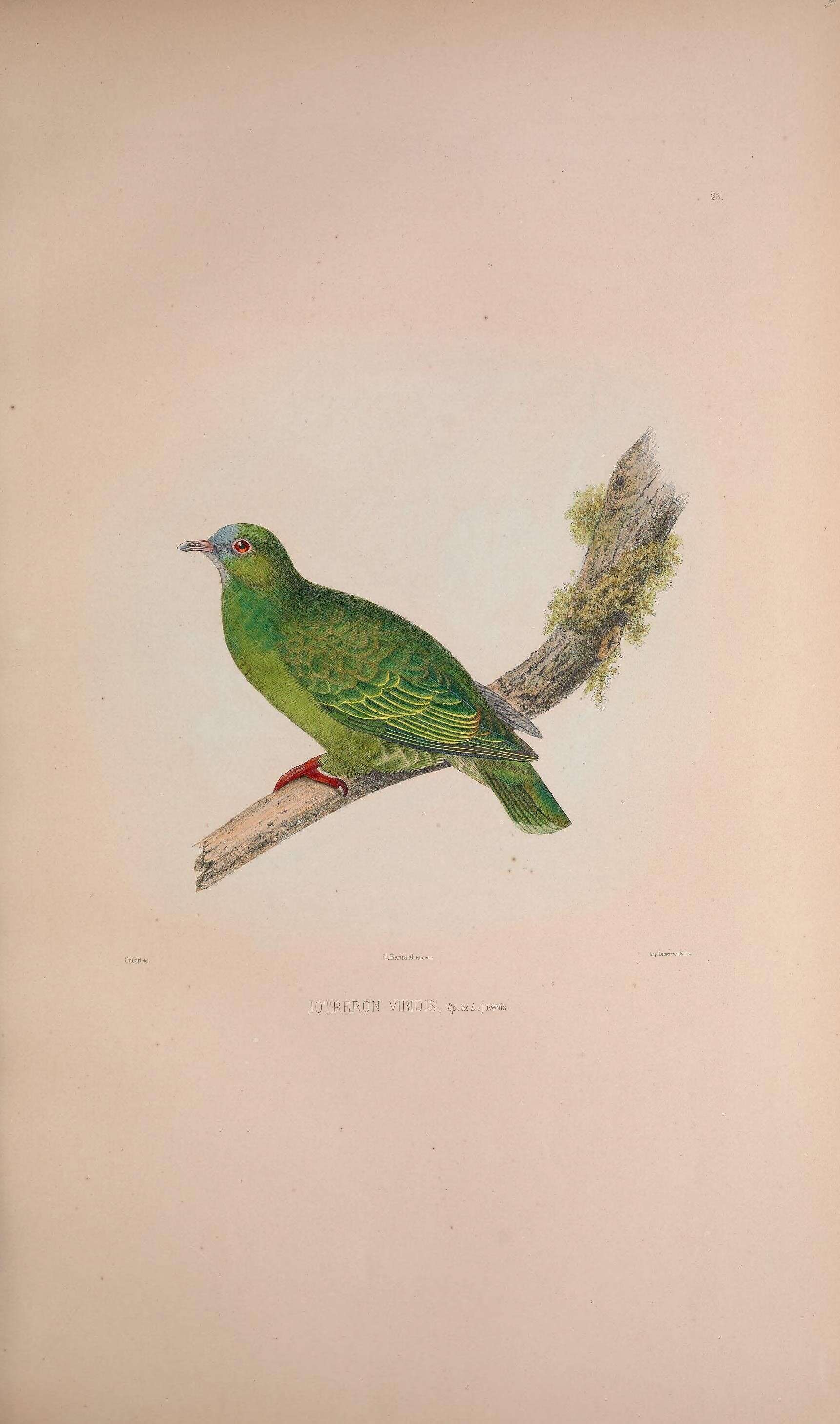 Image of Claret-breasted Fruit Dove