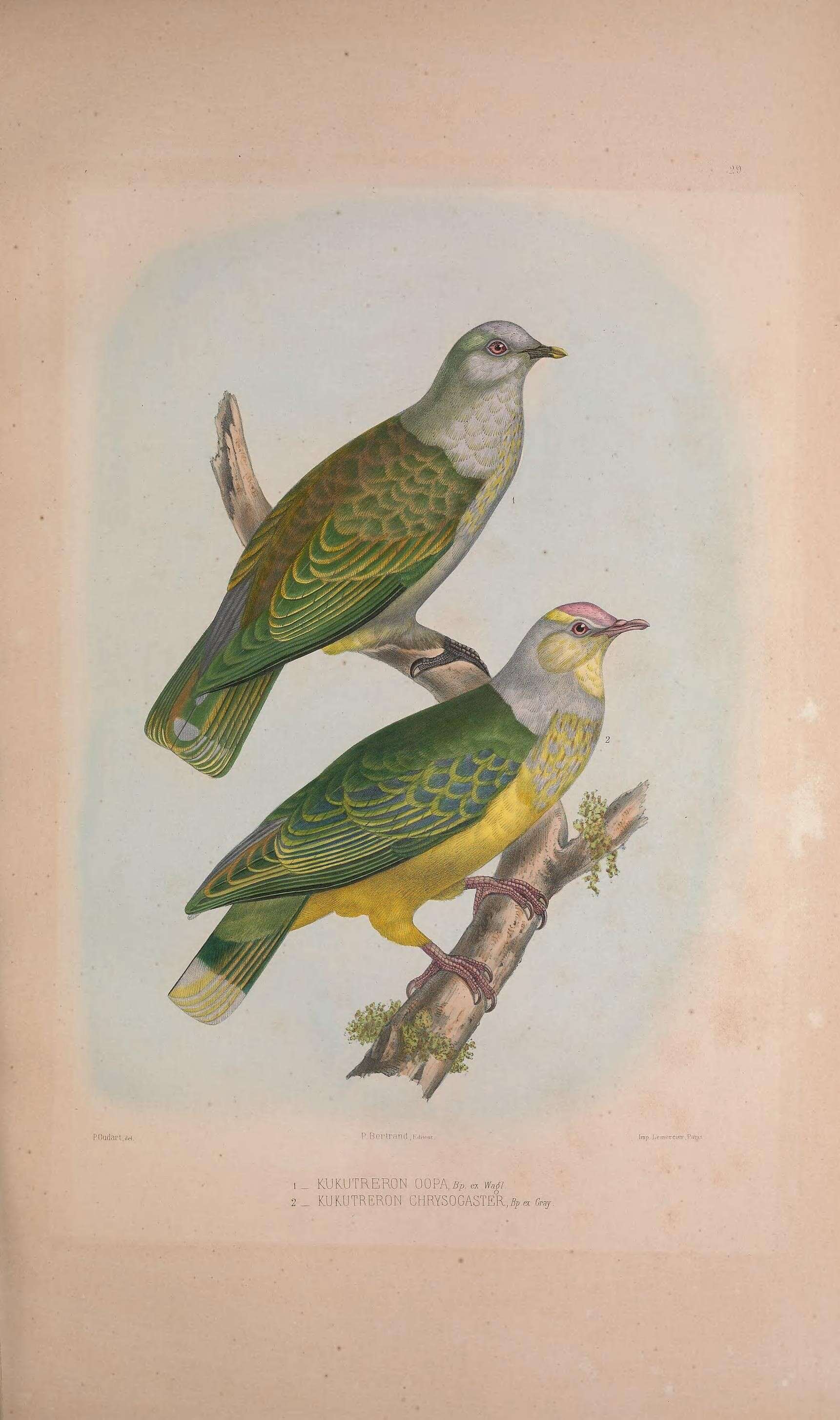 Image of Ptilinopus regina xanthogaster (Wagler 1827)