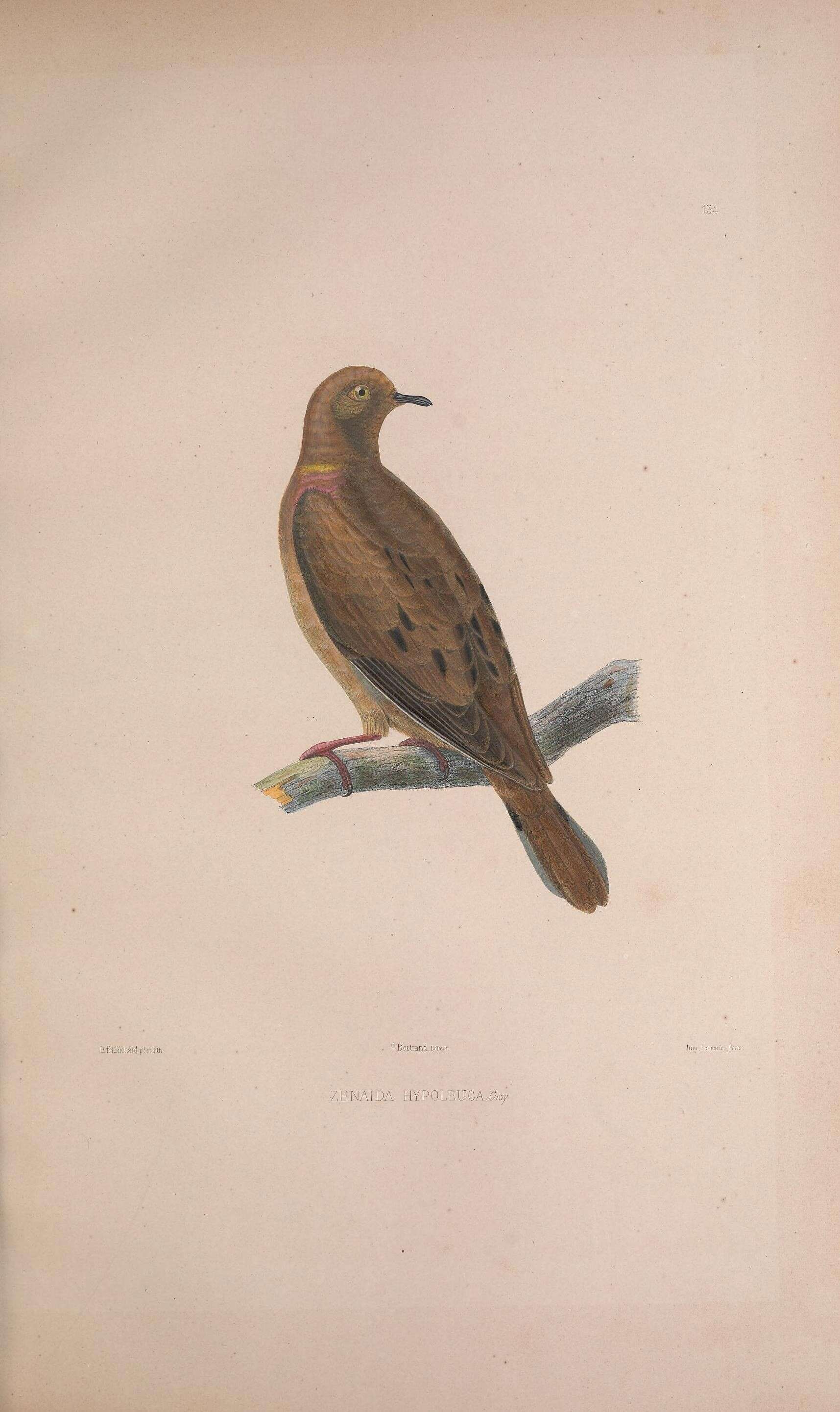Image de Zenaida auriculata hypoleuca Bonaparte 1855