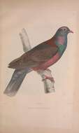 Image of Long-toed Pigeon