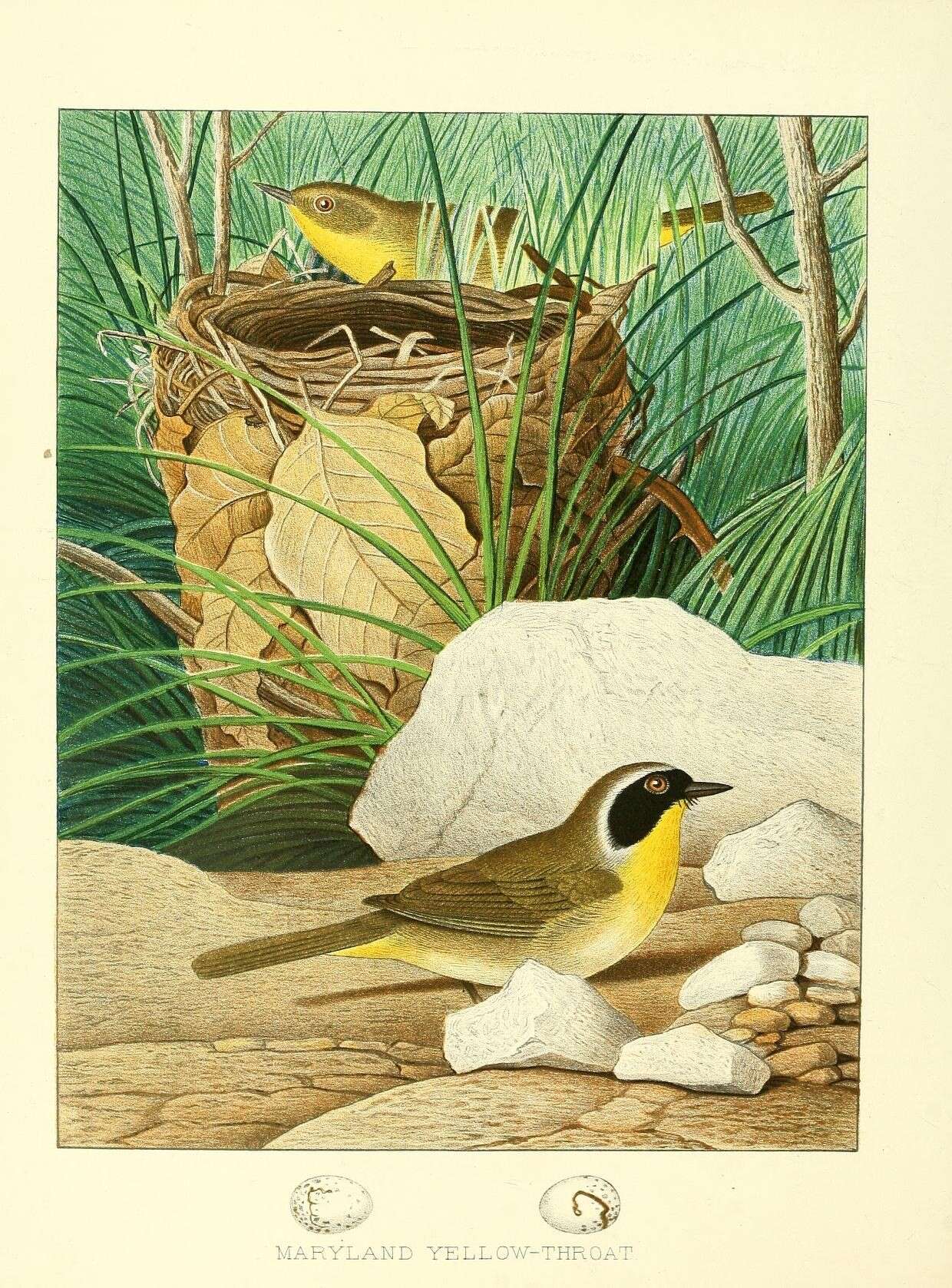 Image of Common Yellowthroat