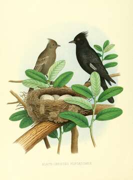 Image of Phainopepla Baird & SF 1858