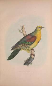 Image of Wedge-tailed Pigeon