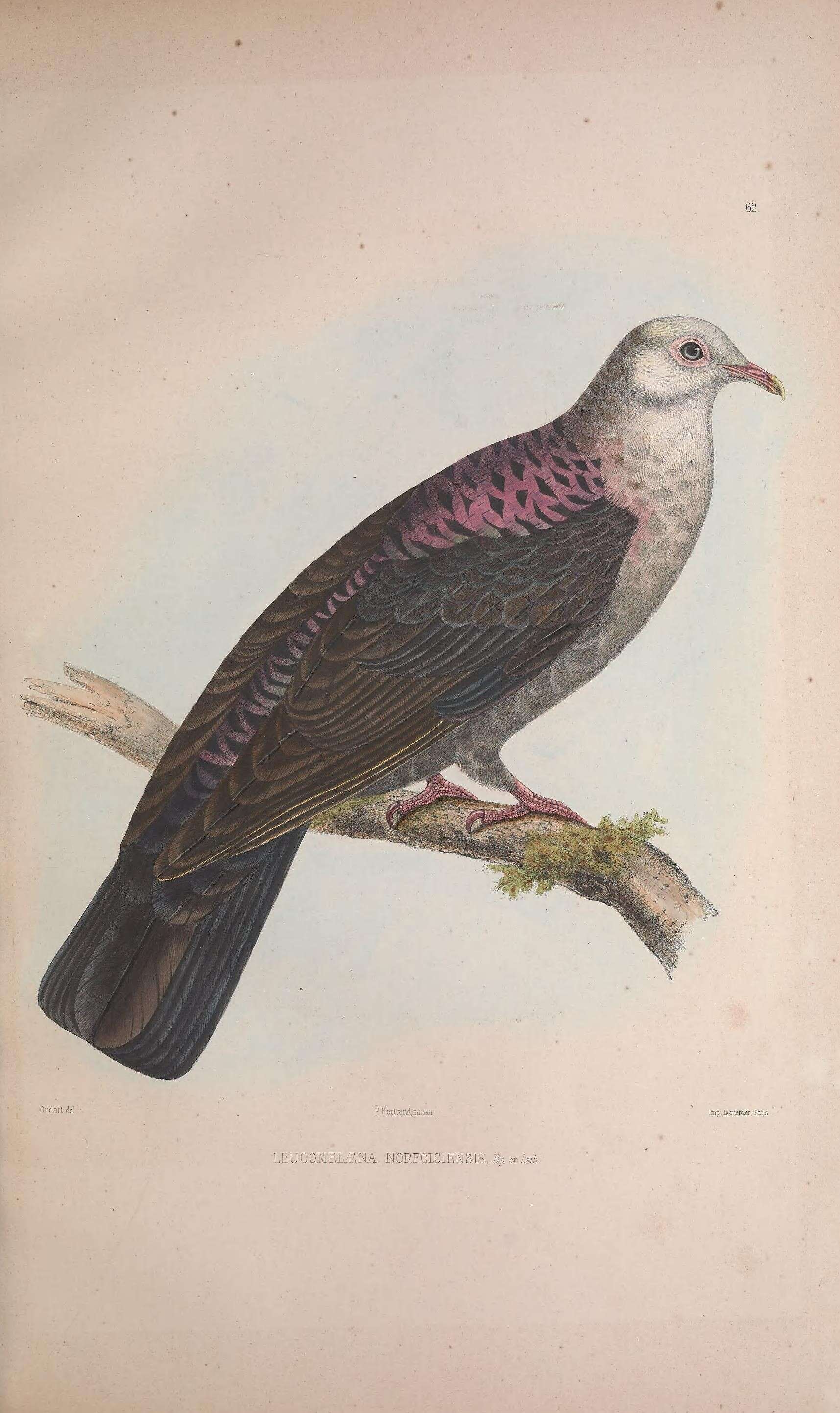 Image of White-headed Pigeon