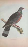 Image of Long-toed Pigeon