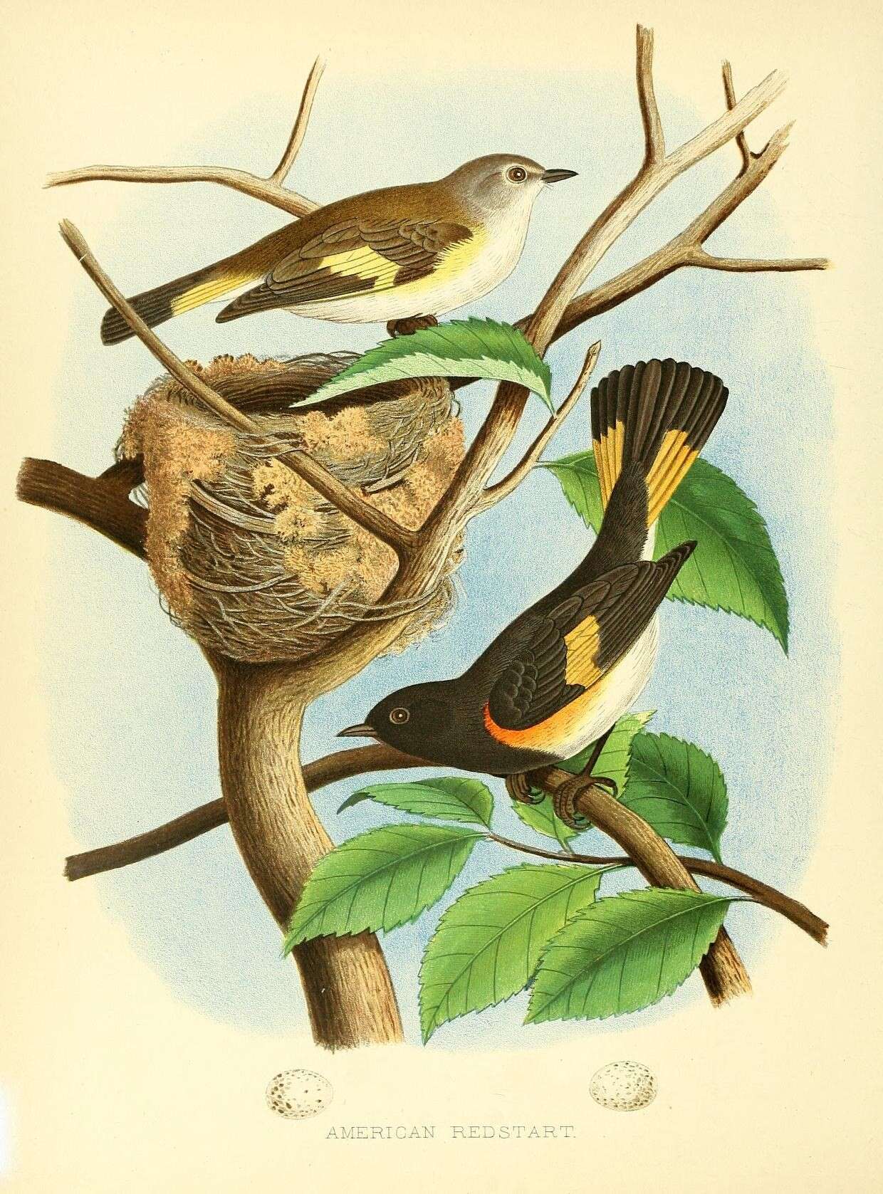 Image of American Redstart
