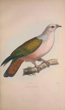 Image of Ducula rubricera rubricera (Bonaparte 1854)