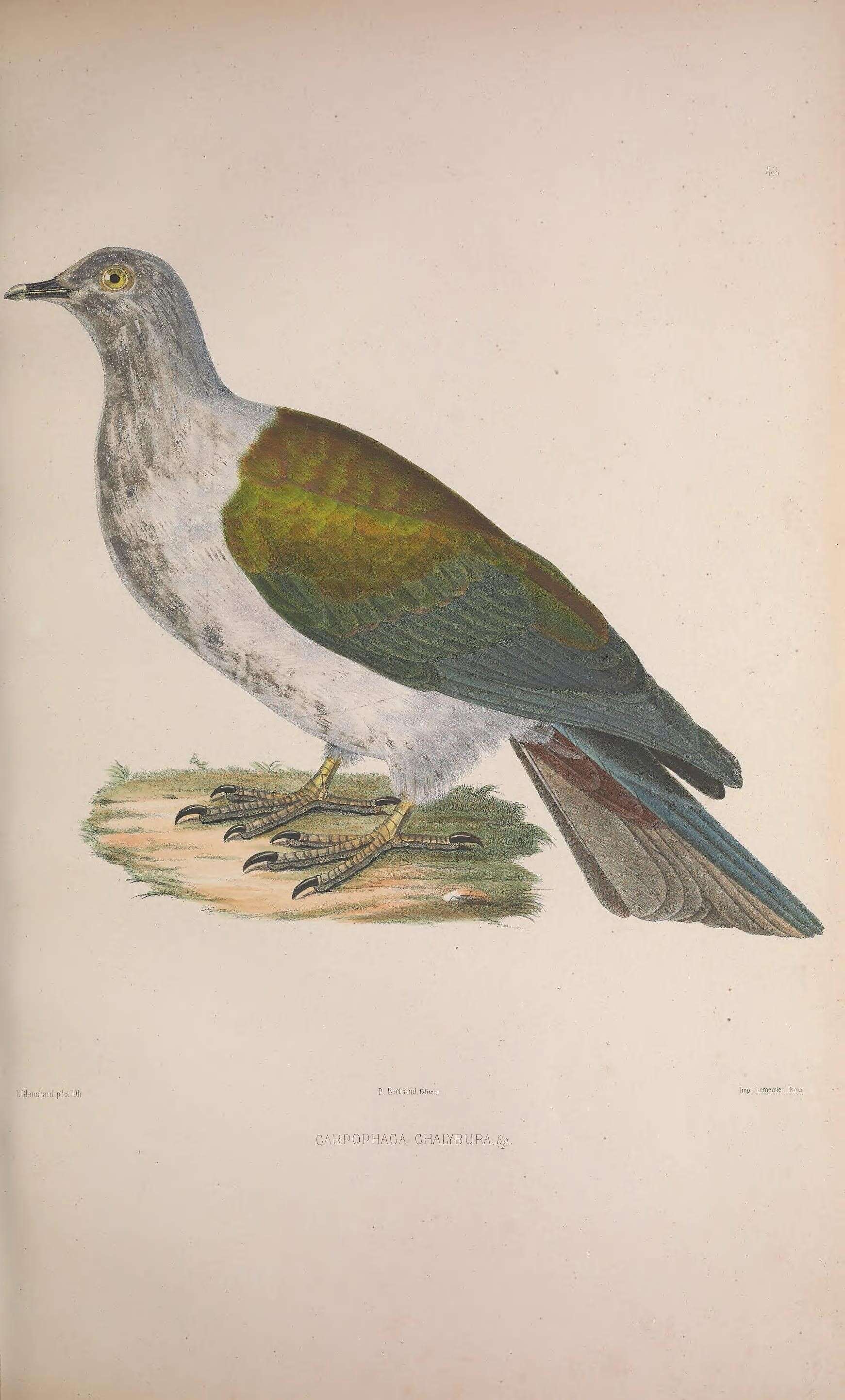 Imagem de Ducula aenea palawanensis (Blasius & W 1888)