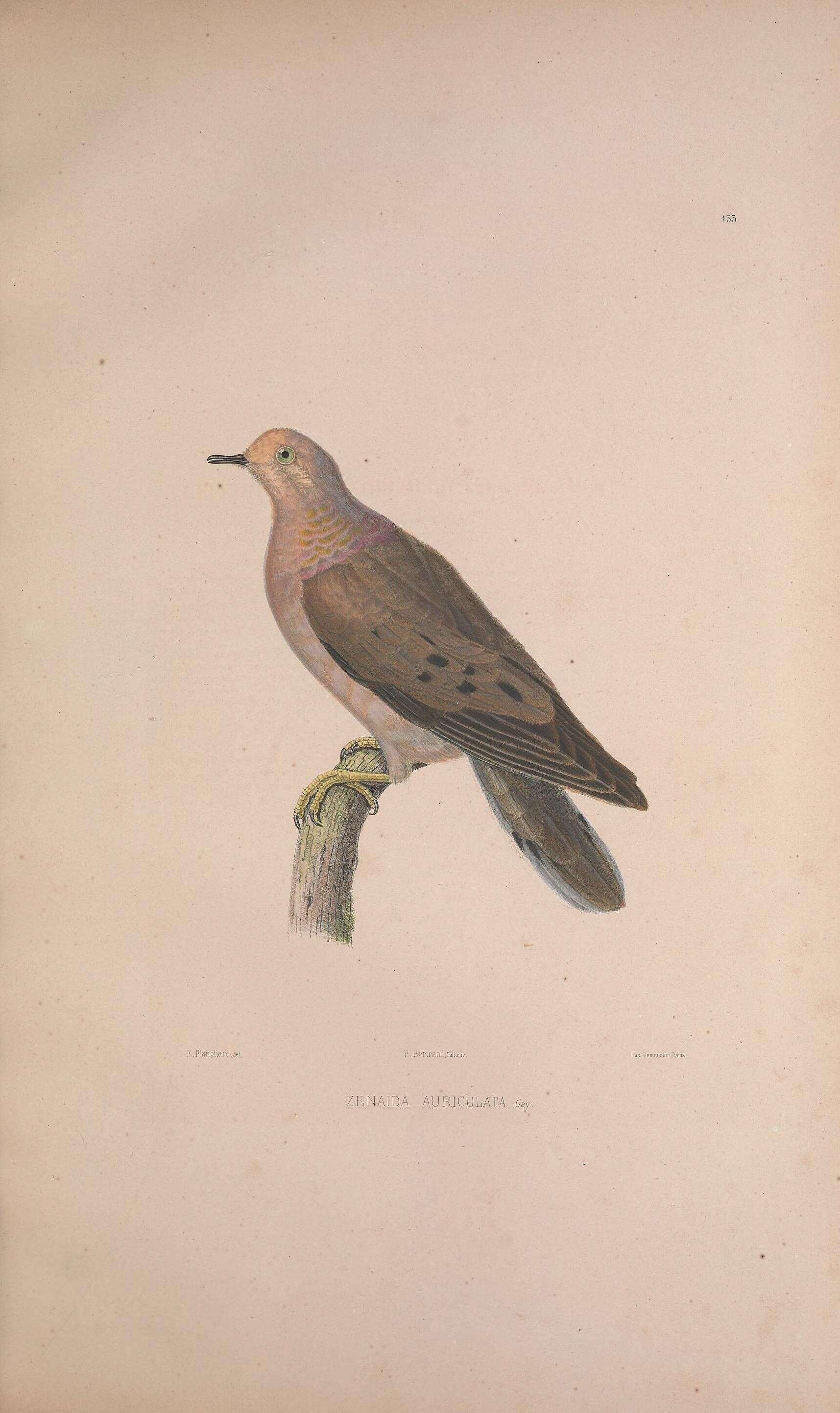 Imagem de Zenaida auriculata (Des Murs 1847)