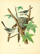 Image of gnatcatchers