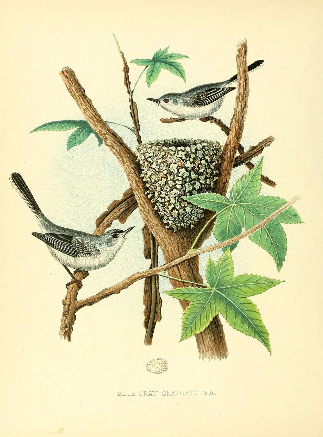 Image of gnatcatchers