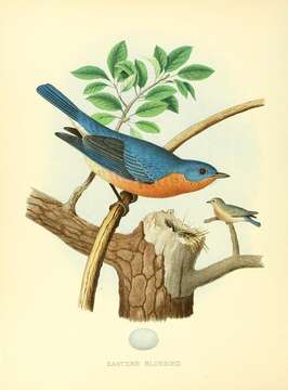 Image of Eastern Bluebird