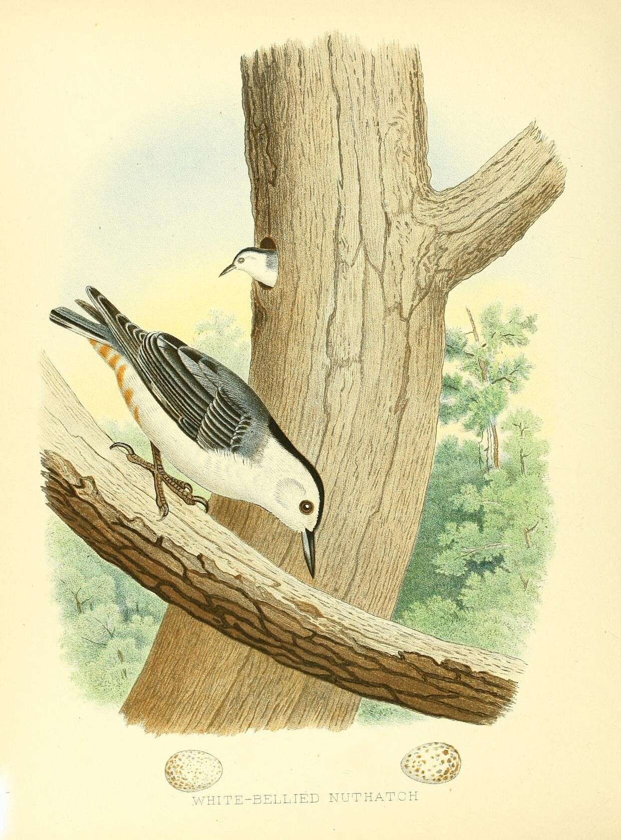 Image of White-breasted Nuthatch