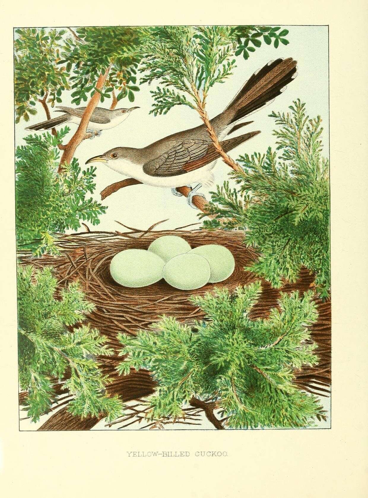 Image of Yellow-billed Cuckoo