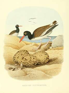 Image of American Oystercatcher