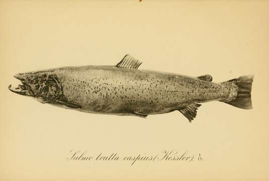 Image of Brown Trout