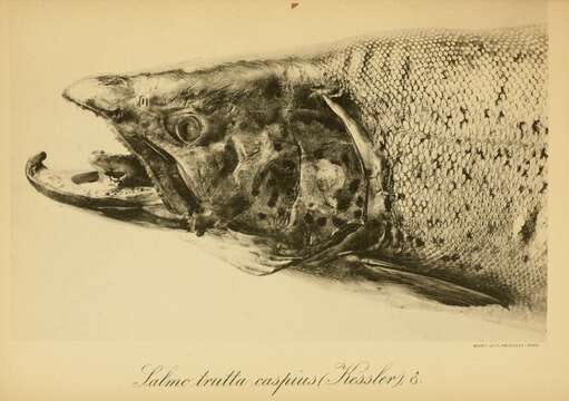 Image of Brown Trout