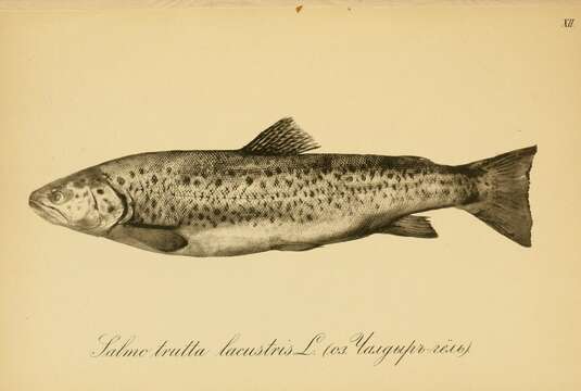 Image of Brown Trout