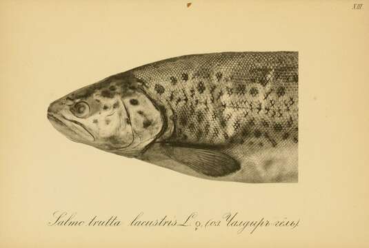 Image of Brown Trout