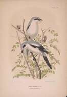 Image of Great Grey Shrike