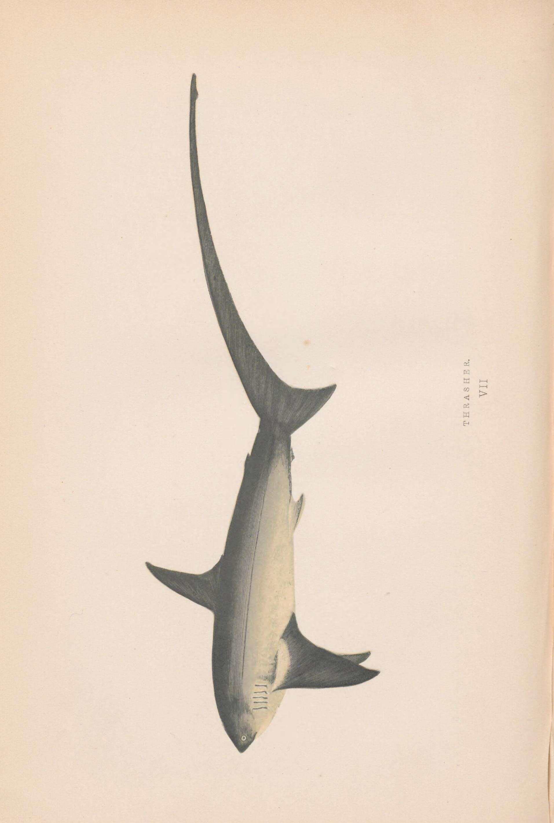 Image of thresher sharks
