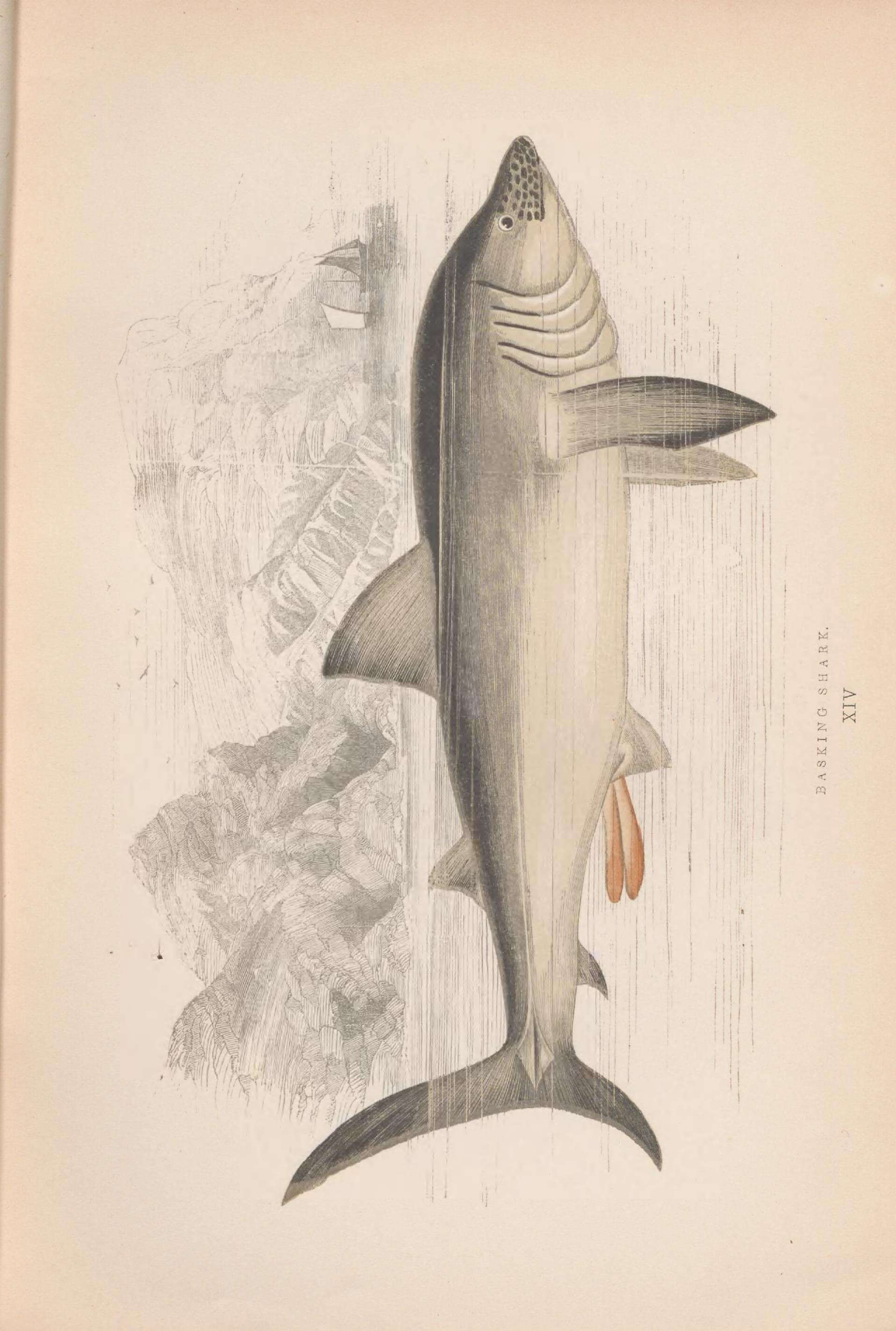 Image of Cetorhinus