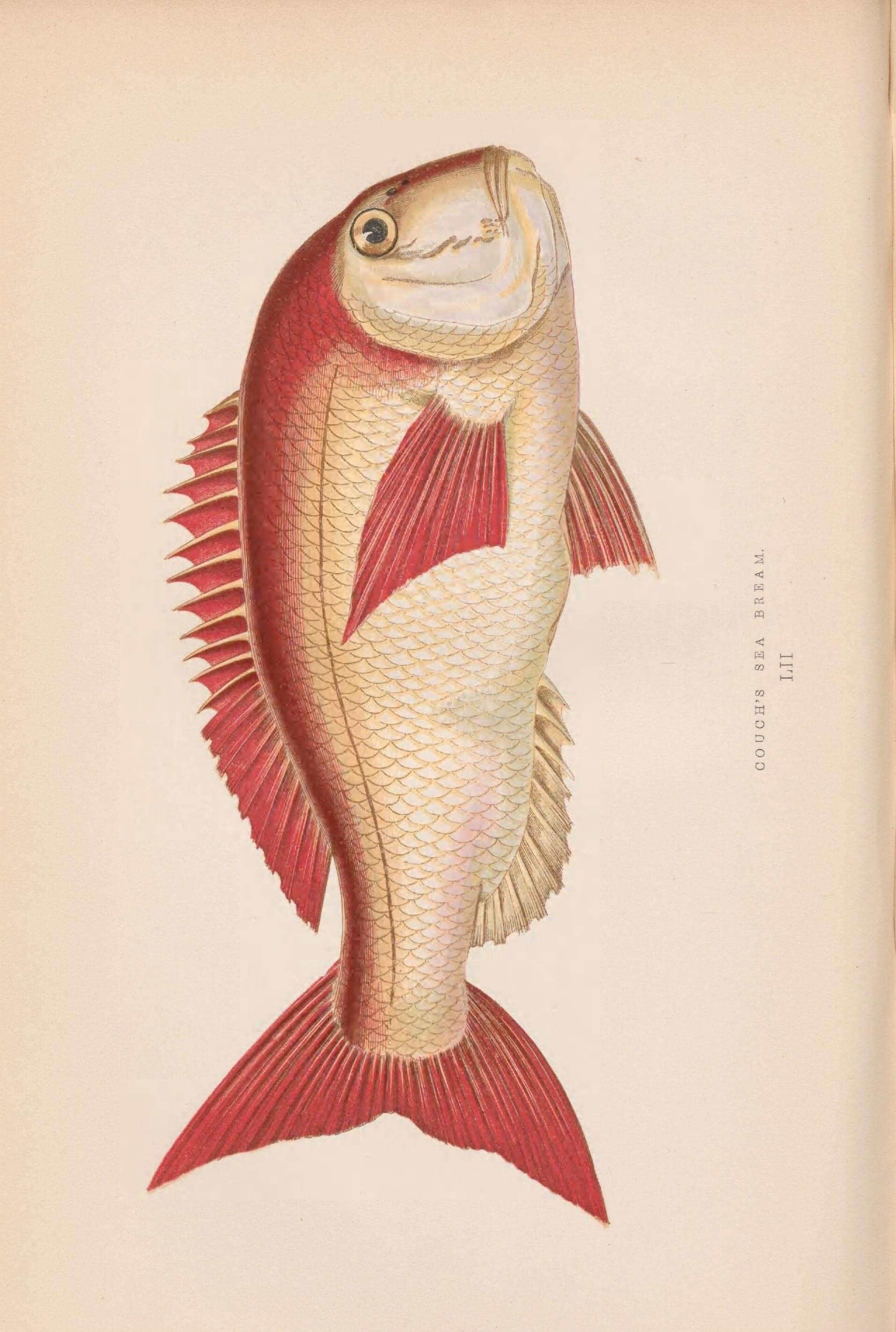 Image of Common Sea Bream