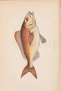 Image of Auxillary seabream