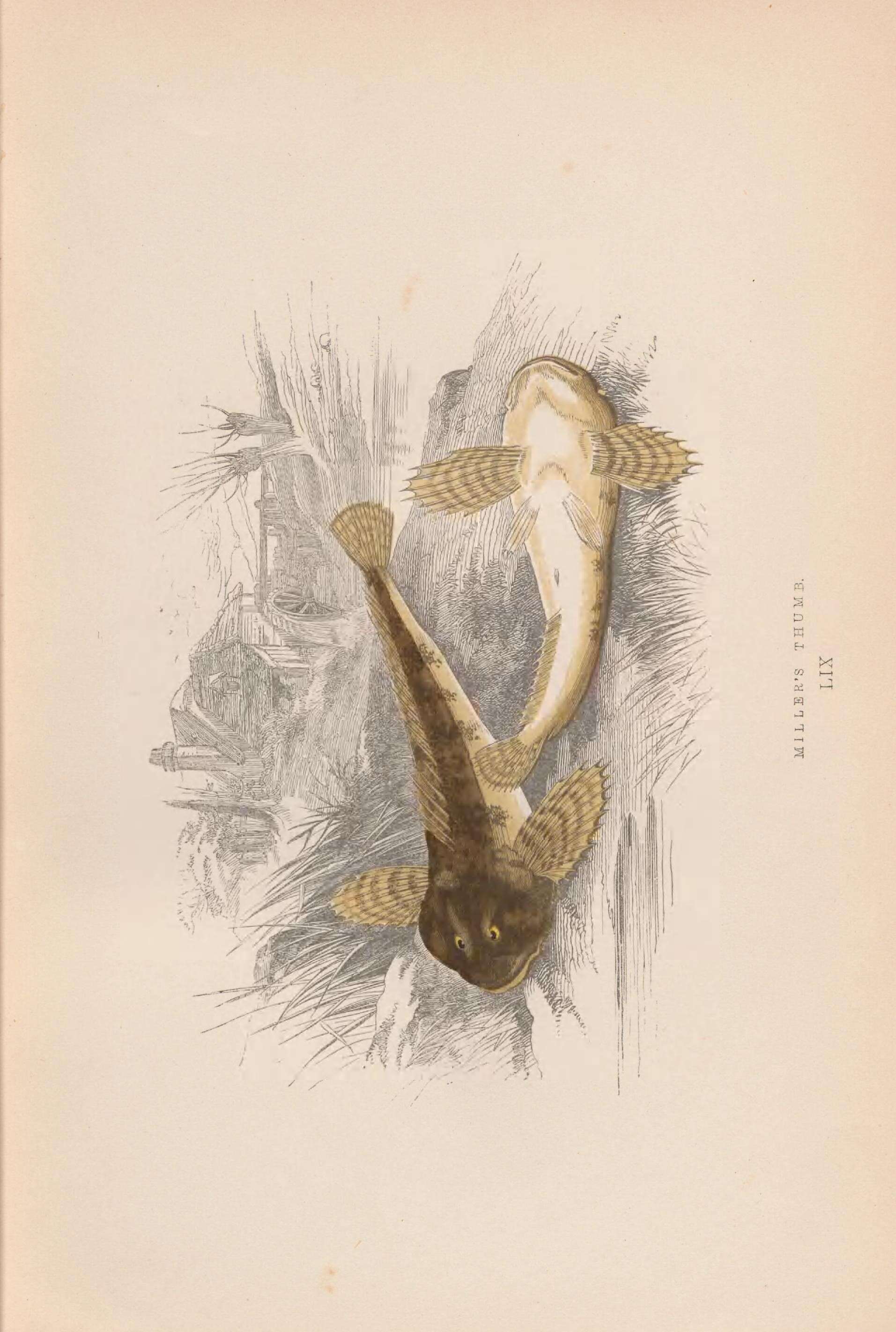 Imagem de Cottus gobio Linnaeus 1758